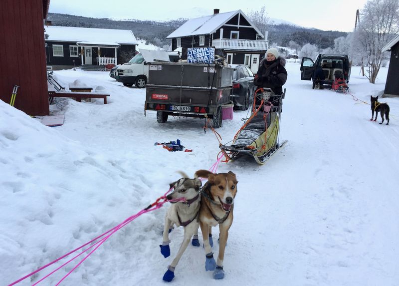 17.des 2016: Rookiekurs i Folldal. Helene og hundene er klare til start.
