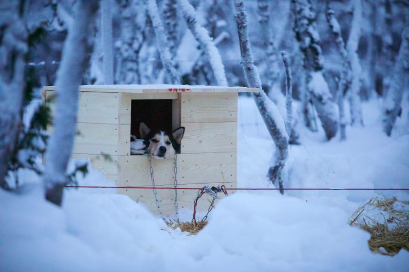 31.desember 2017: Hundene koser seg på hytta i romjulen.