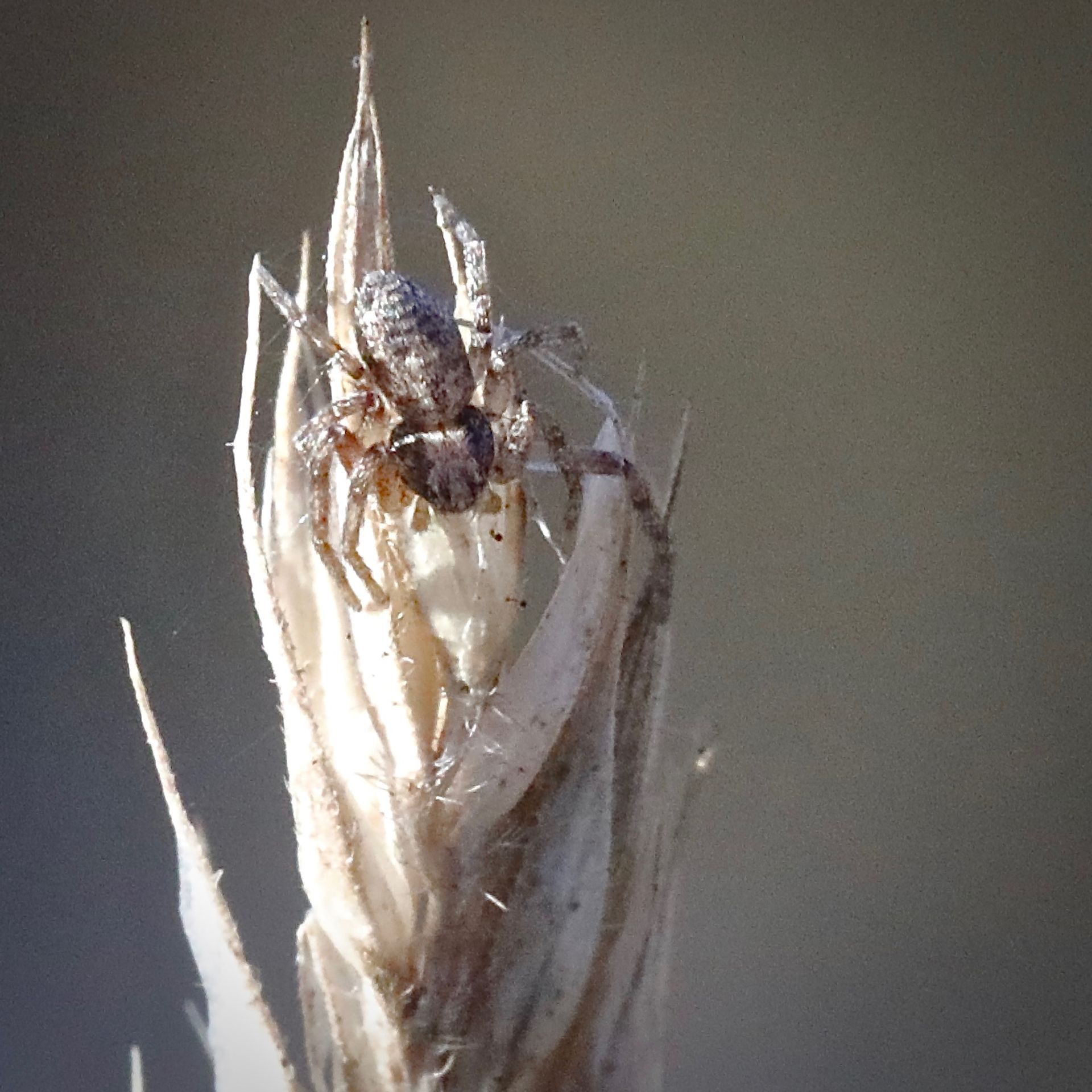 Itsy-bitsy spider
